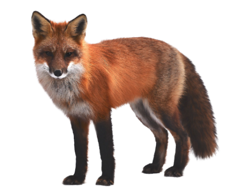 Run in with a fox